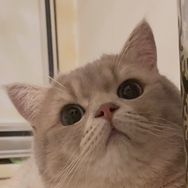 钢炮不爱喵抖音达人头像
