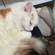 犟种小西瓜抖音达人头像