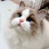小白熊猫🐼布偶cat抖音达人头像