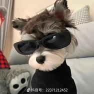 一只小猫咪抖音达人头像