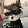 一只小猫咪抖音达人头像