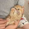 芒果核的壳抖音达人头像
