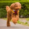 巨贵🐩coco抖音达人头像