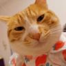 橘猫叫狗子抖音达人头像