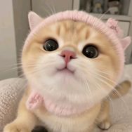 米奇旋风宠乐时刻宠物专卖店抖音号头像