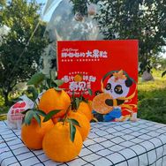 这家果果真好吃🍊抖音号头像