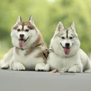 嘤嘤怪鲜花抖音号头像