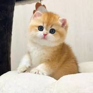 晶睿渐层猫舍抖音达人头像