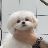 小汤圆又圆抖音达人头像