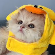 Panda不是熊猫抖音达人头像
