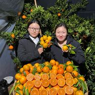 奔跑的沃柑抖音号头像