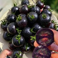 项尚商贸种业抖音号头像