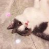 土肥圆是只猫抖音达人头像