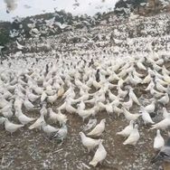 强哥农场725抖音达人头像