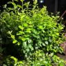 老周的种植生活（教你种好蓝莓）抖音达人头像