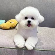 旺仔日记🐾抖音达人头像