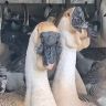 特种养殖场抖音达人头像