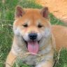 壮壮中华田园犬抖音达人头像