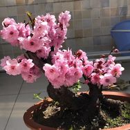 九号园林抖音达人头像