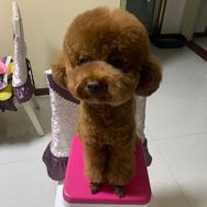 布丁宝贝抖音达人头像