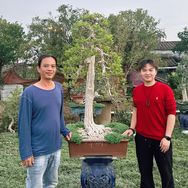 玖籽金弹子盆景抖音达人头像