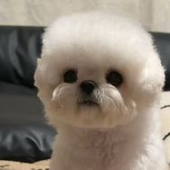 铁蛋的边牧比熊抖音达人头像