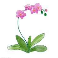 优乐花卉园艺抖音达人头像