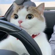 猫猫星抖音达人头像