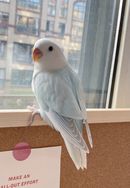 栖羽鹦宠馆抖音达人头像