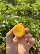 嵘昱果业（人参果）抖音达人头像