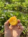 嵘昱果业（人参果）抖音达人头像