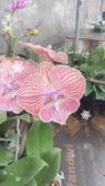 鼎拓花卉园艺抖音达人头像