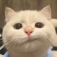猫砂品鉴官抖音达人头像