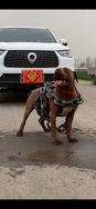 乡下人养犬抖音达人头像