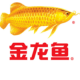 金龙鱼(JINLONGYU)品牌logo