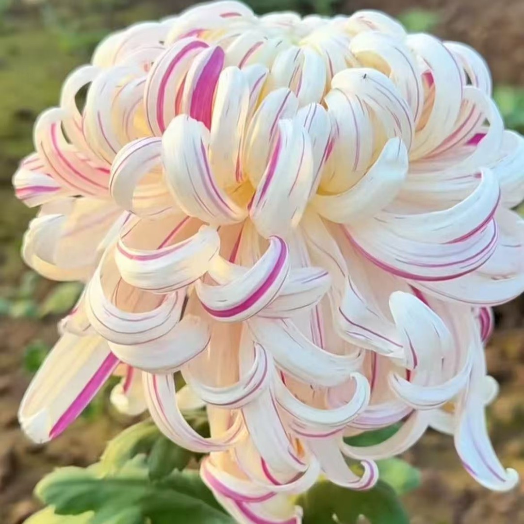 [丹青溢彩]半成品菊花 大菊带盆带土发货 九月富贵大菊商品图