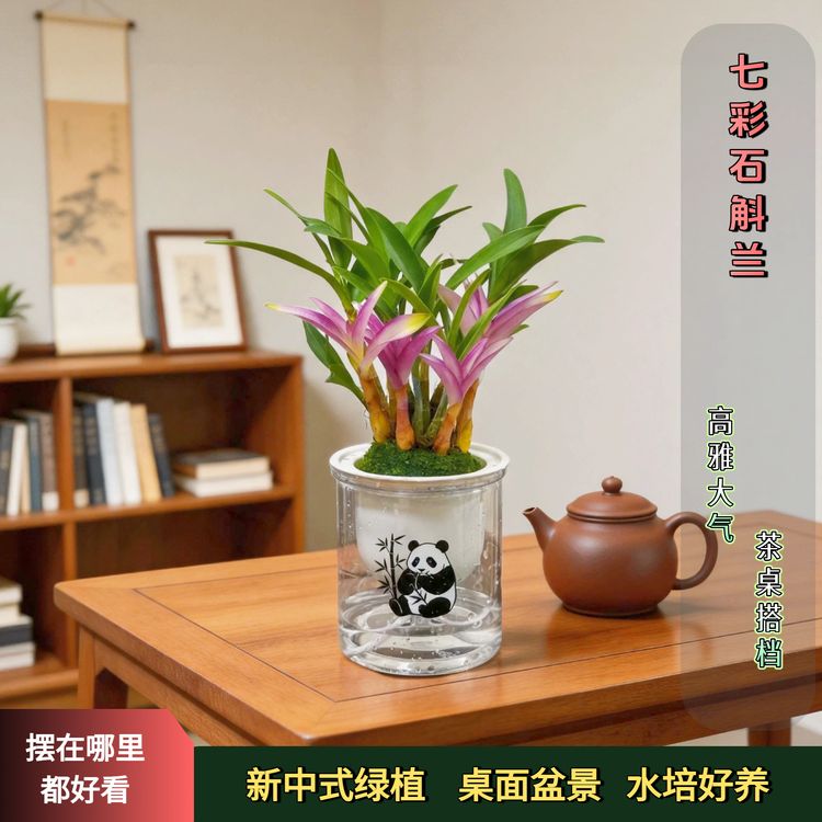 精品苗【带熊猫印花盆】七彩香水石斛兰  浓香型 水培盆栽绿植商品图