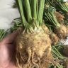好物甄选疙瘩根芹苗 水培芹菜易活新鲜四季盆栽菜园花盆种植商品图