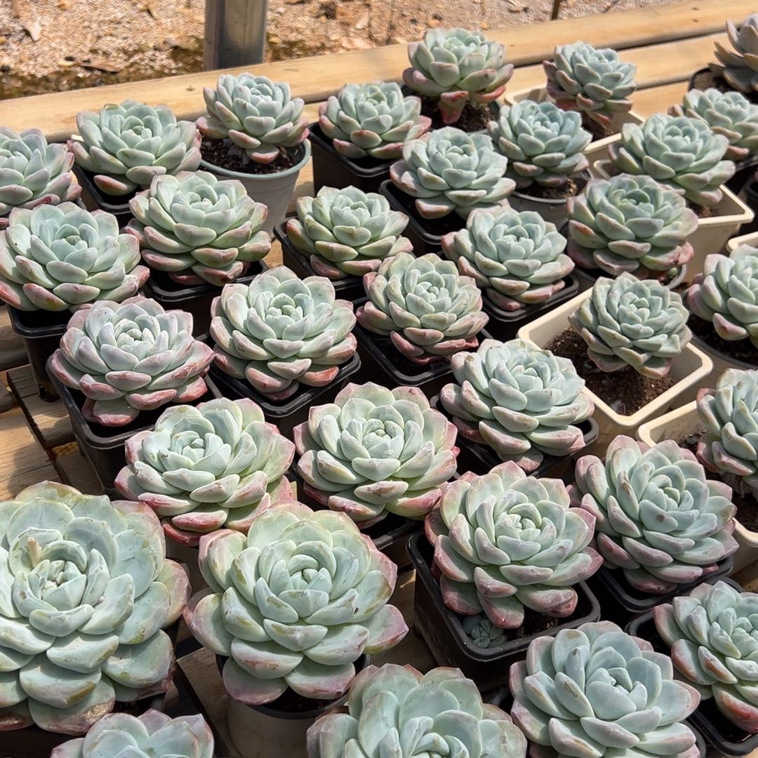 三棵单头冰玉多肉植物一物一拍商品图