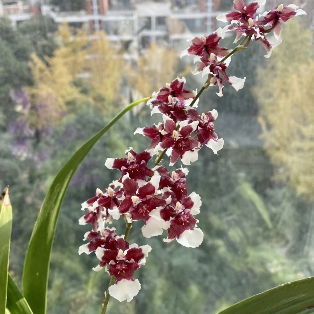 巧克力文心兰带花苞发货兰花盆栽带花苞室内--云南绿植兰花好养活商品图