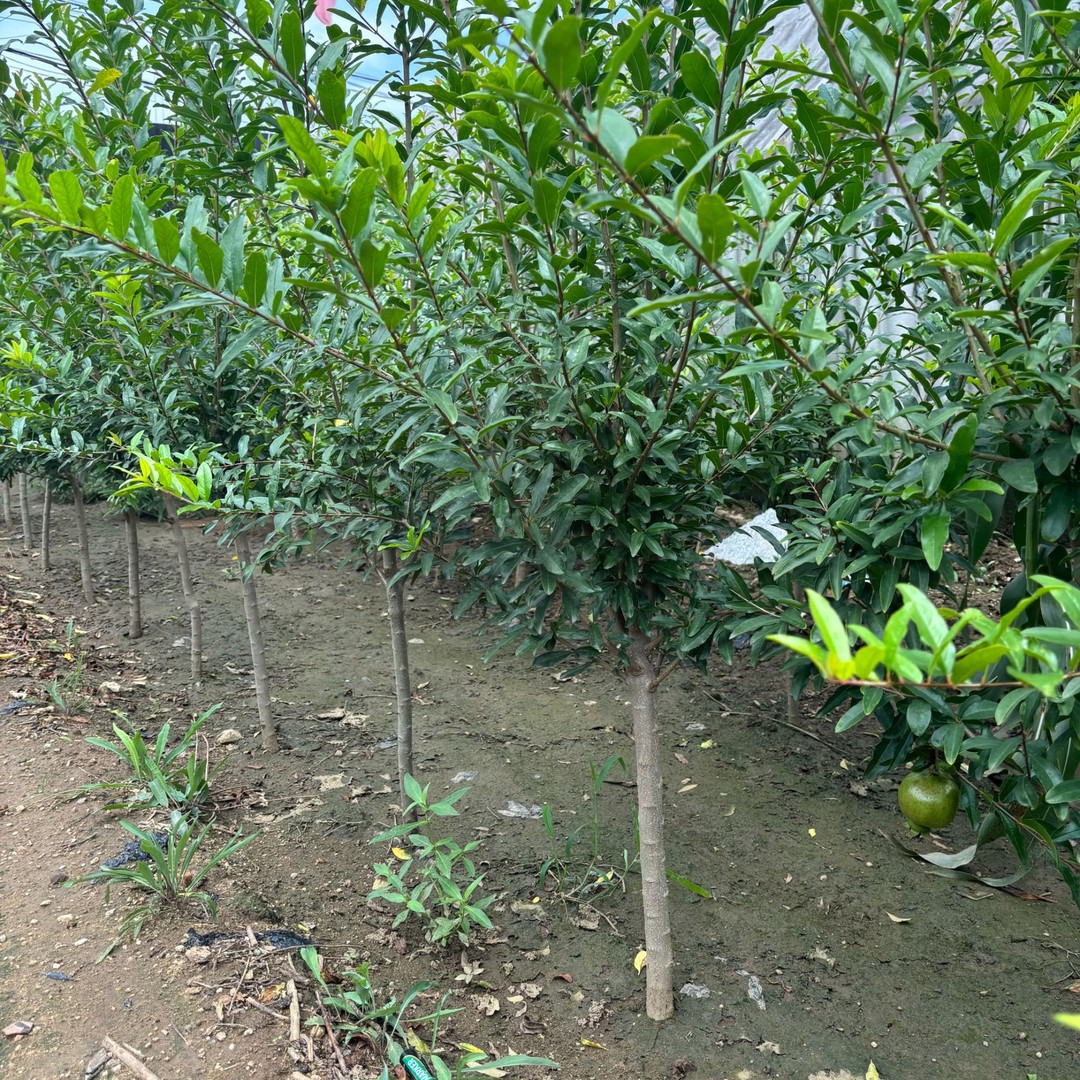 石榴树苗红宝石软籽蒙阳红公斤石榴以色列黑籽石榴树庭院别墅种植商品图