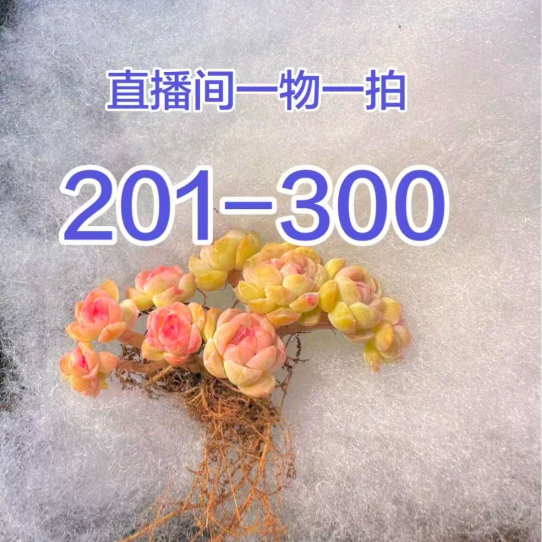 8-28日-A201-300 粉麦秆 冰玉 珍妮 糖心等多肉植物一物一拍编号商品图