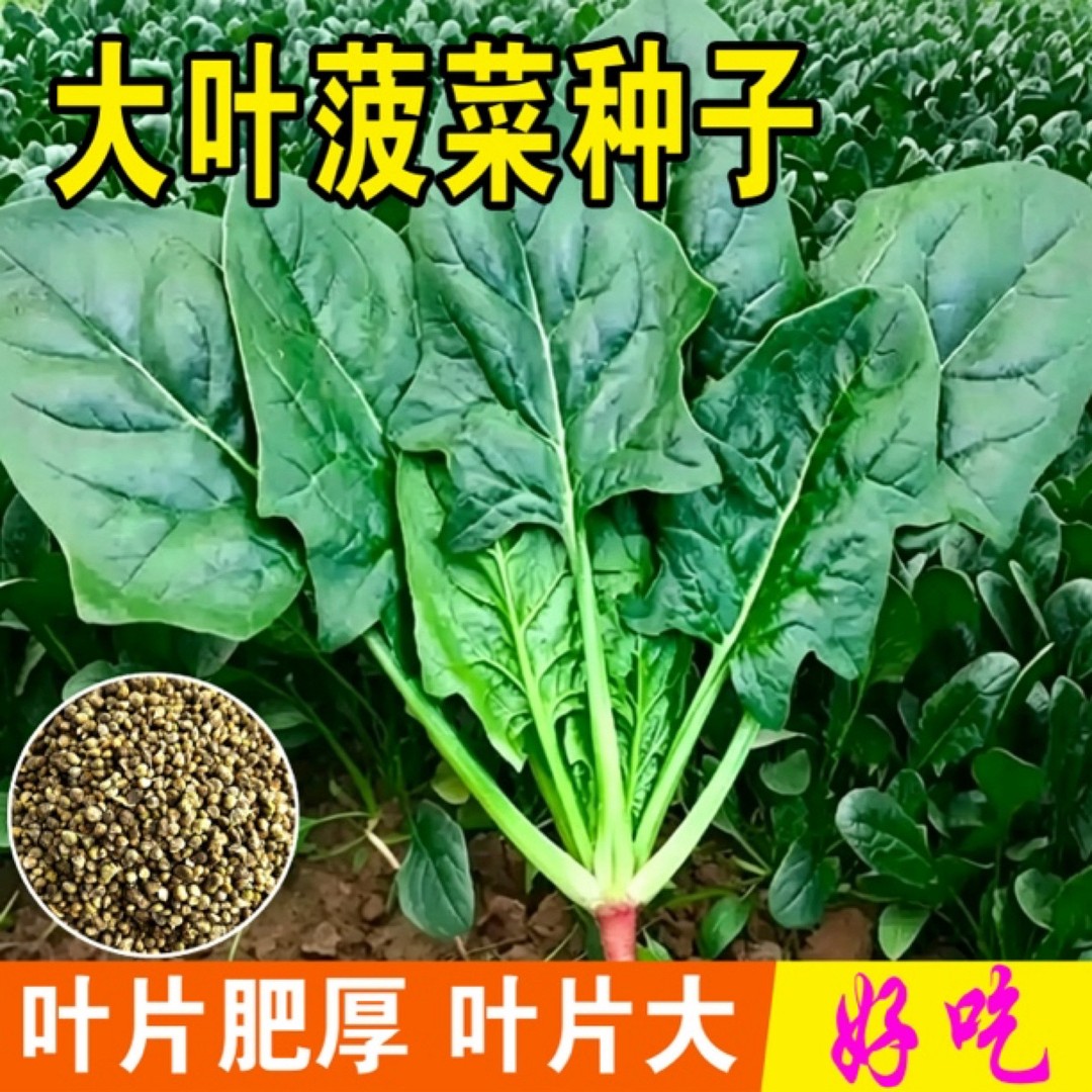 【全店满5包送一包】【大叶菠菜种子】蔬菜种子商品图