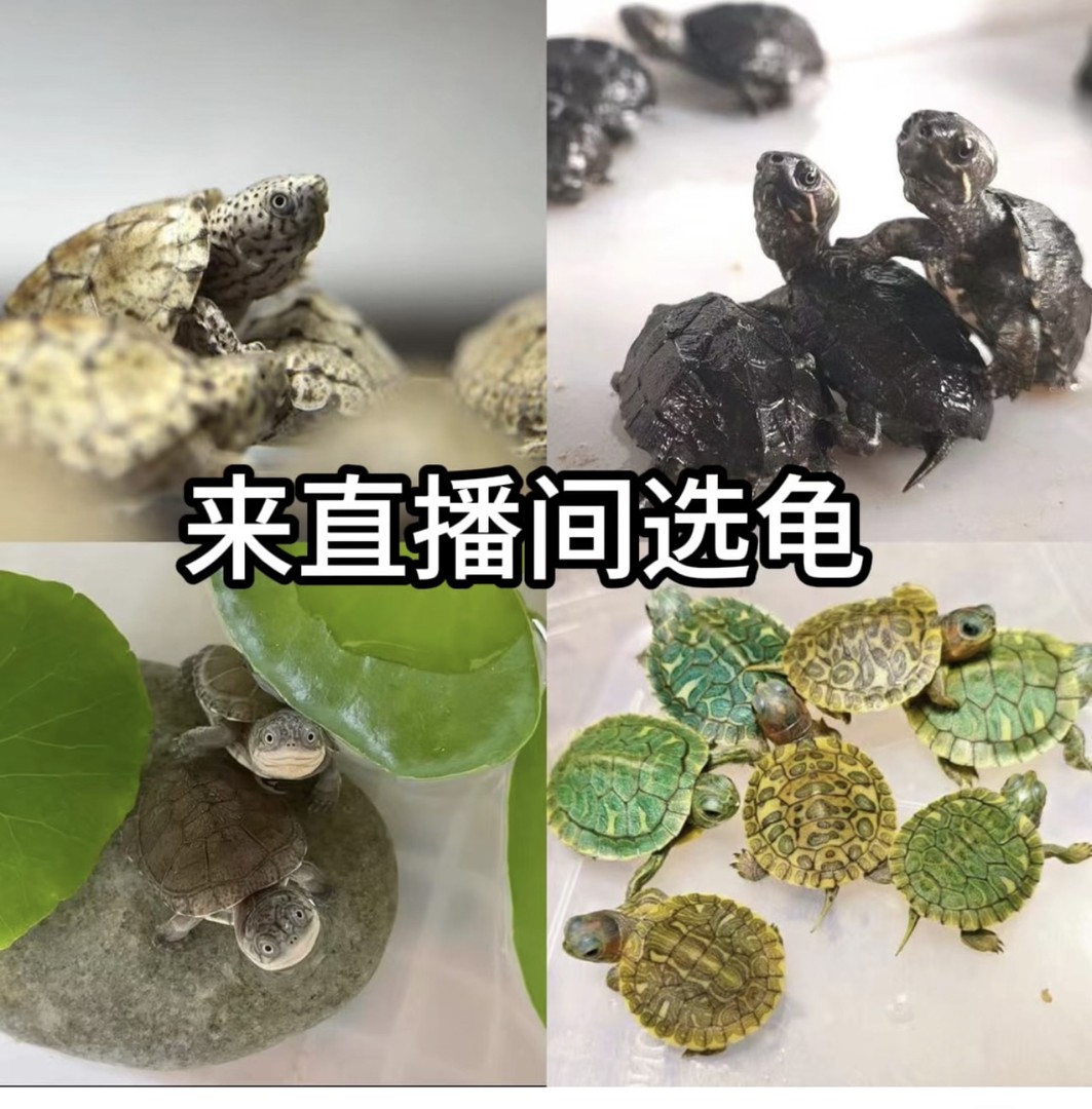 星星宠物【直播间选龟—专用链接】一龟一价 观赏龟宠乌龟小乌龟活体商品图