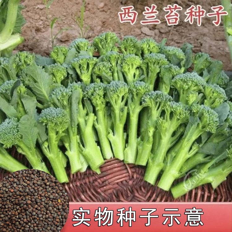 【西兰苔种子】西兰菜苔种子西兰花菜苔农家蔬菜种子商品图