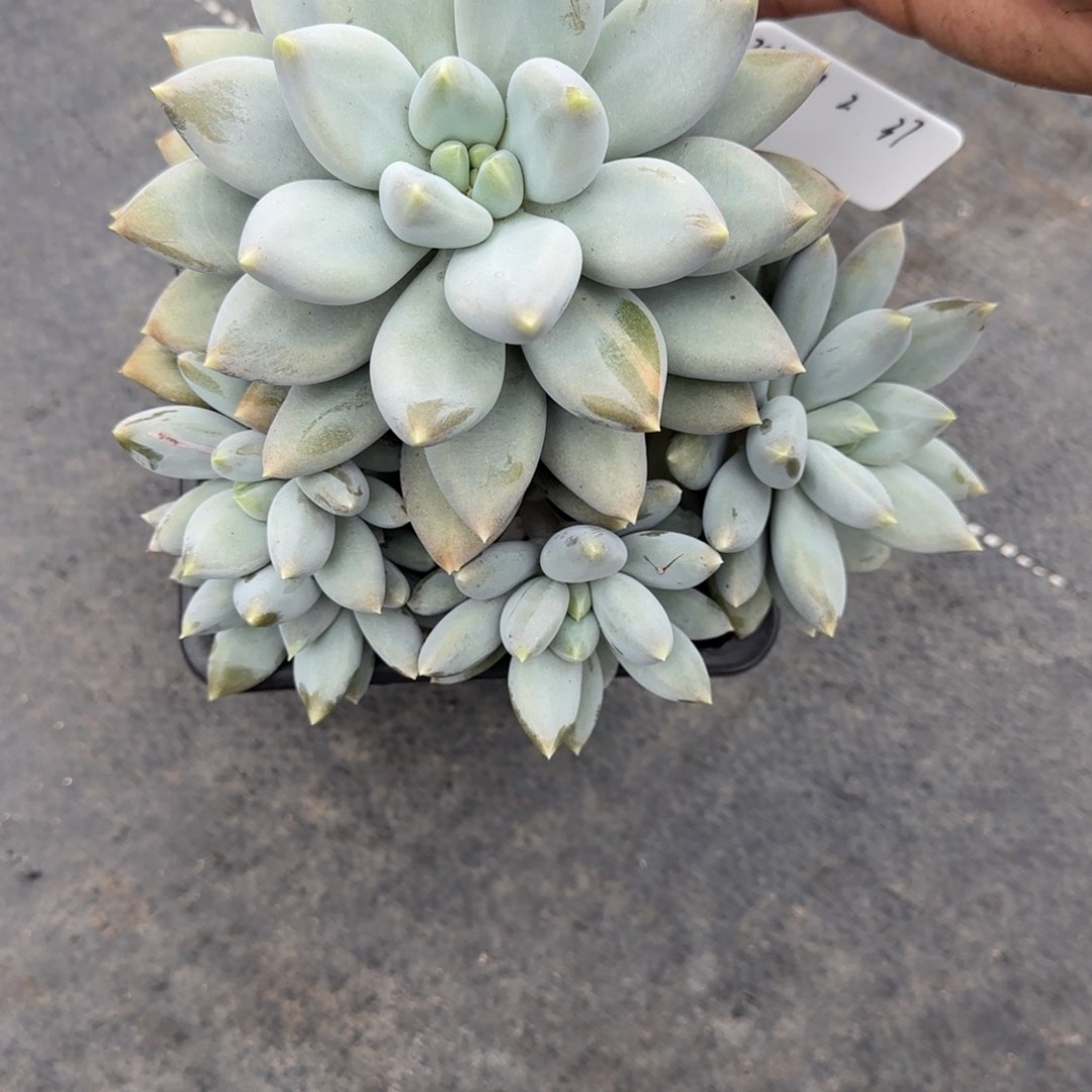 一物一拍超好黄胖体哥特37商品图