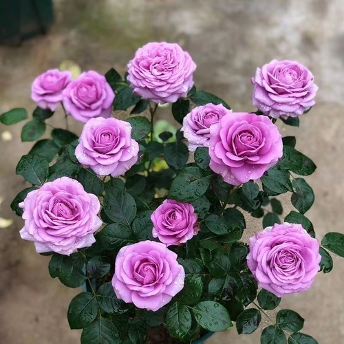 【水王星】紫色花朵阳台微型月季易养活四季开花原盆原土带花苞发货商品图
