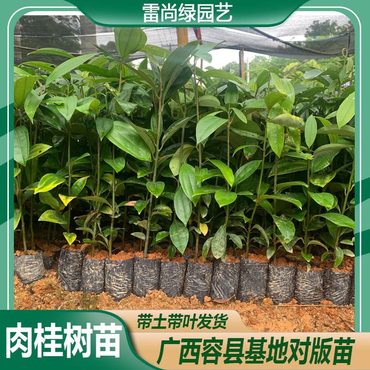 LEISHANGLU/雷尚绿裸根肉桂树苗桂皮苗油桂皮树苗批发种植商品图