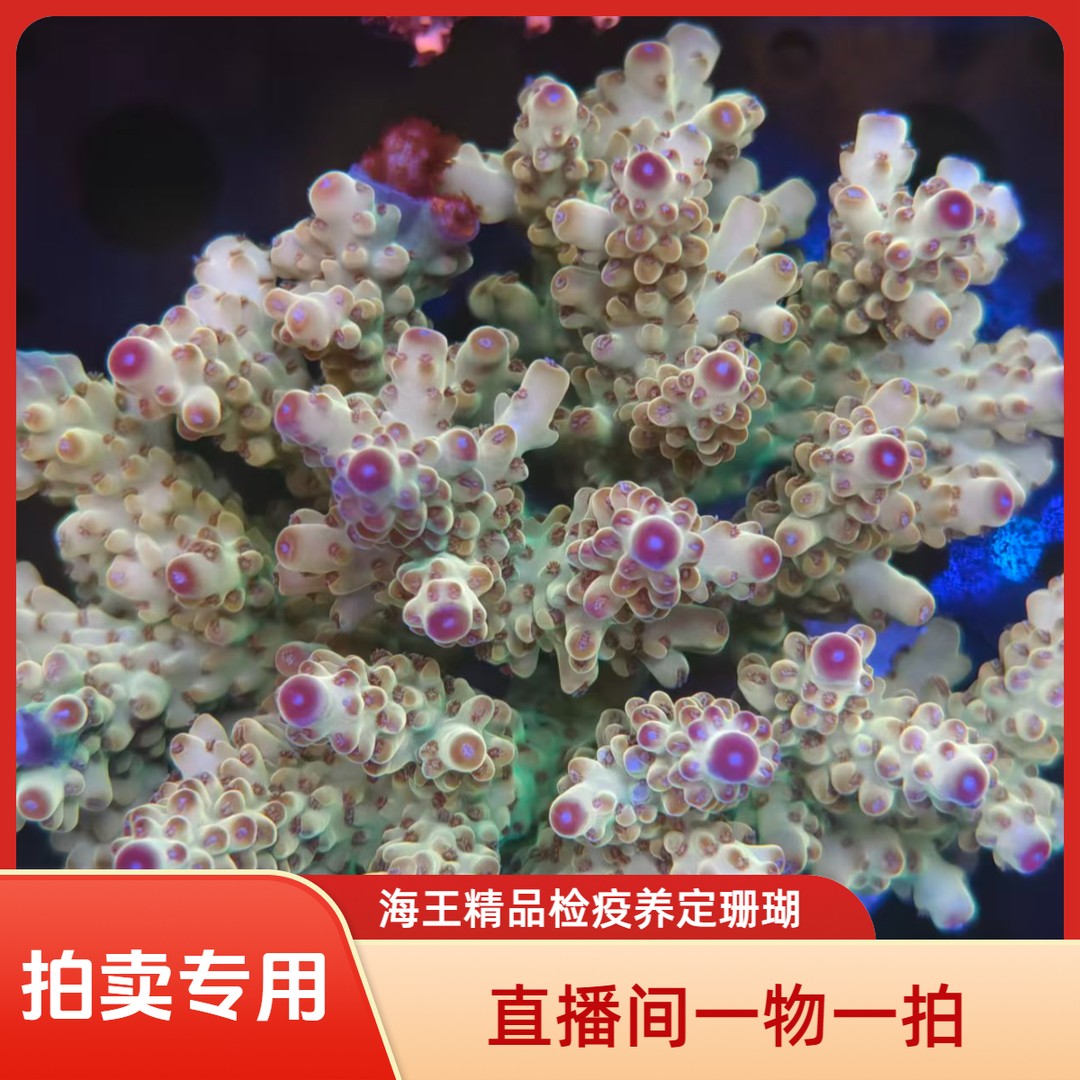 软体珊瑚硬骨SPS/LPS海水珊瑚活体海王精品养定一物一拍商品图