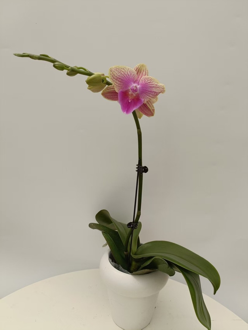 欢然花田培植蝴蝶兰（美人鱼）单福利无售后商品图